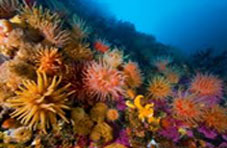 Coral Reefs