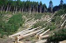 Deforestation