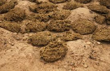 Cow Dung
